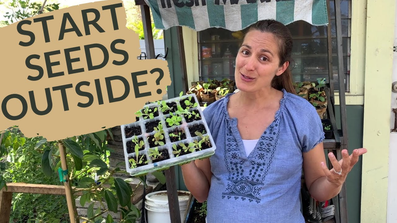 Seed-Starting for Hot Climates: No Grow Lights, No Problem