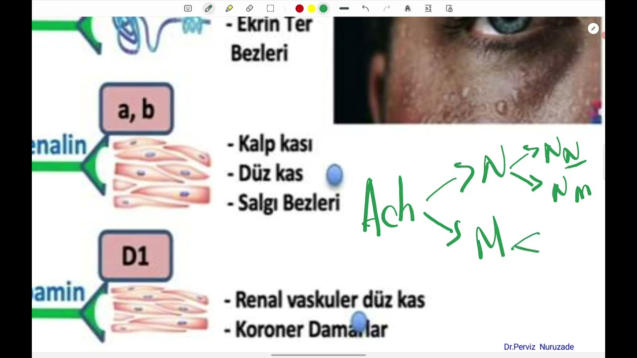 Avtonom sinir sisteminin farmakologiyası (Dr Pərviz)