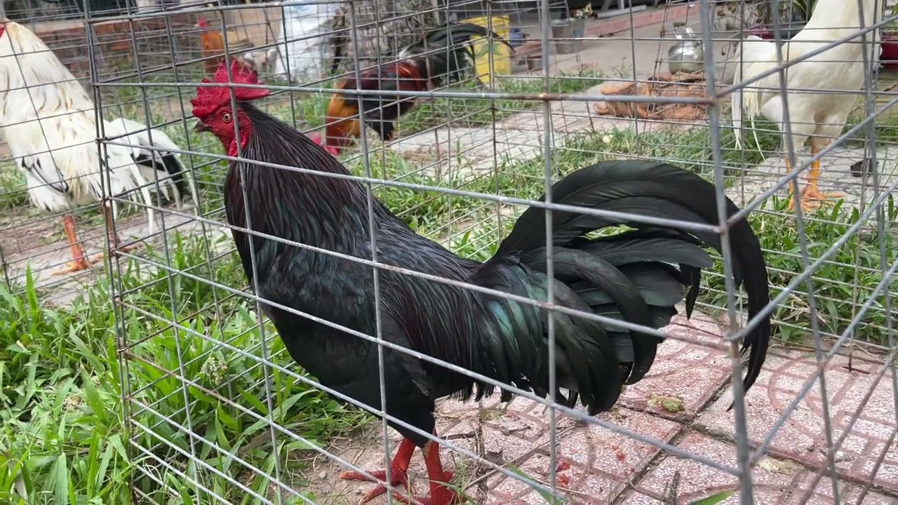 Đạt bến tre quay anh em xem top 2 bé gà cưng có nước nuôi sẵn | ☎️@97668//22//36.