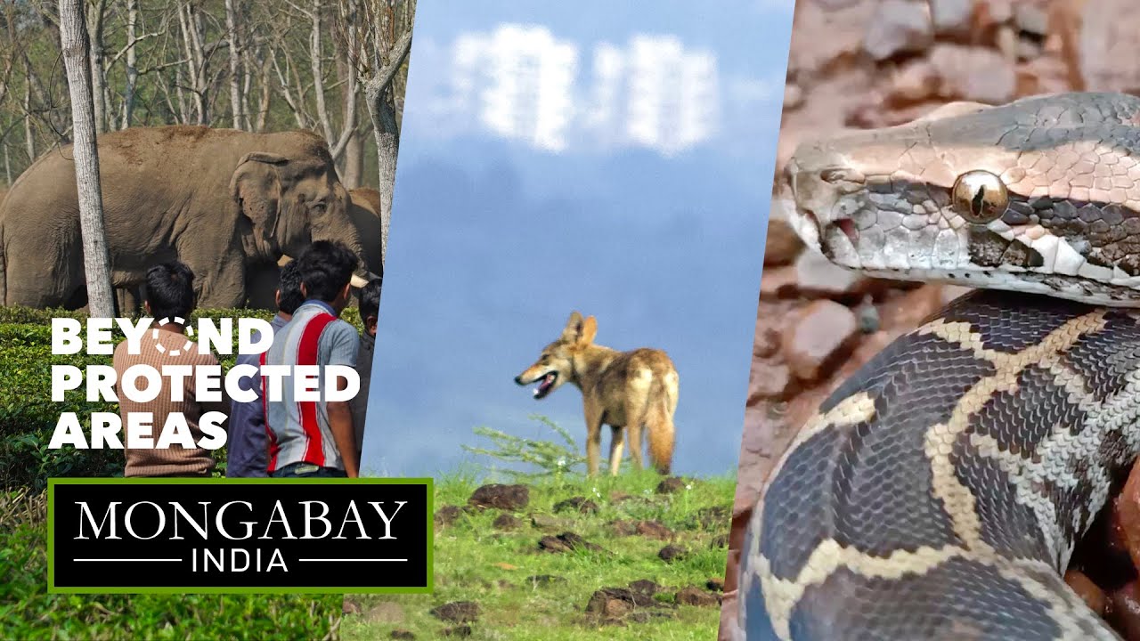 Want to know more about India's wildlife? Look beyond national parks and sanctuaries