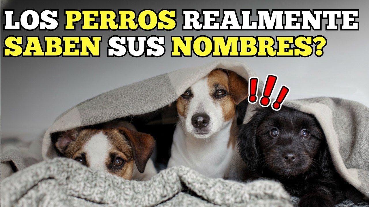 ¿Cómo RECONOCEN los PERROS sus NOMBRES!?