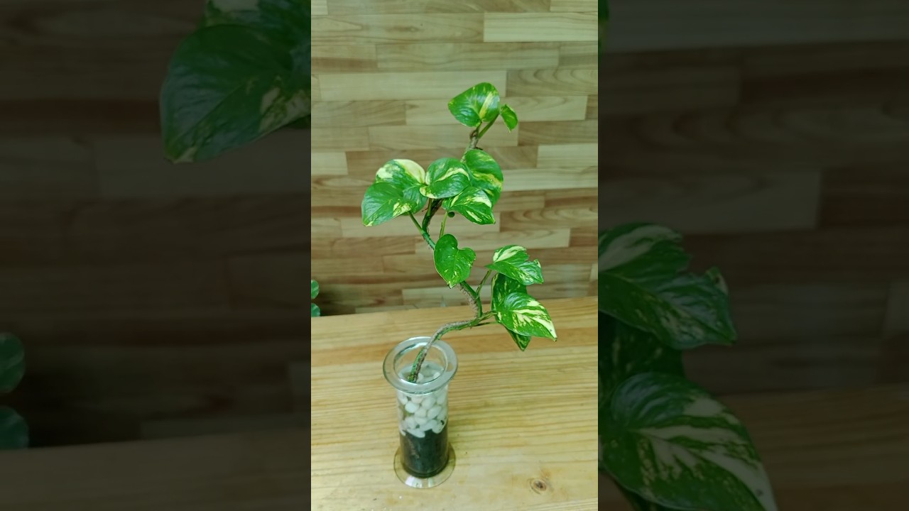 Unique idea of growing Golden Pothos/ money plant in glass. #shorts #moneyplant #pothos #decoration