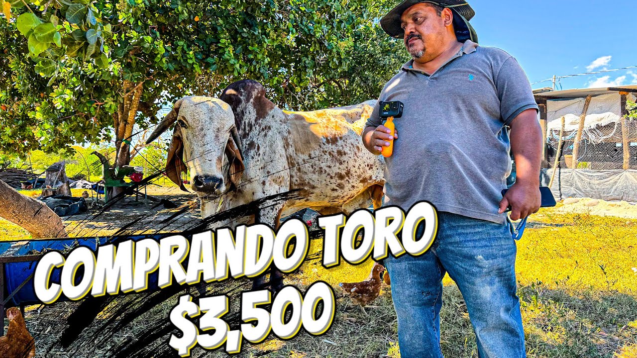 Revisando el nuevo Toro que se compro por $3,500 | Avances en la Construcción de la Bodega