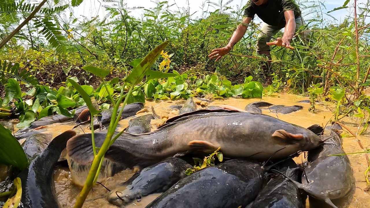 Unbelievable Catfish Trap Works PERFECTLY | Massive River Fish Catch.