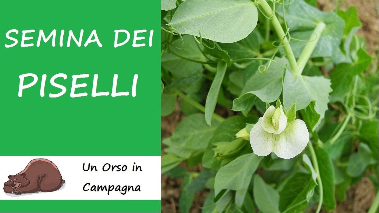 Semina dei piselli in autunno in pieno campo!