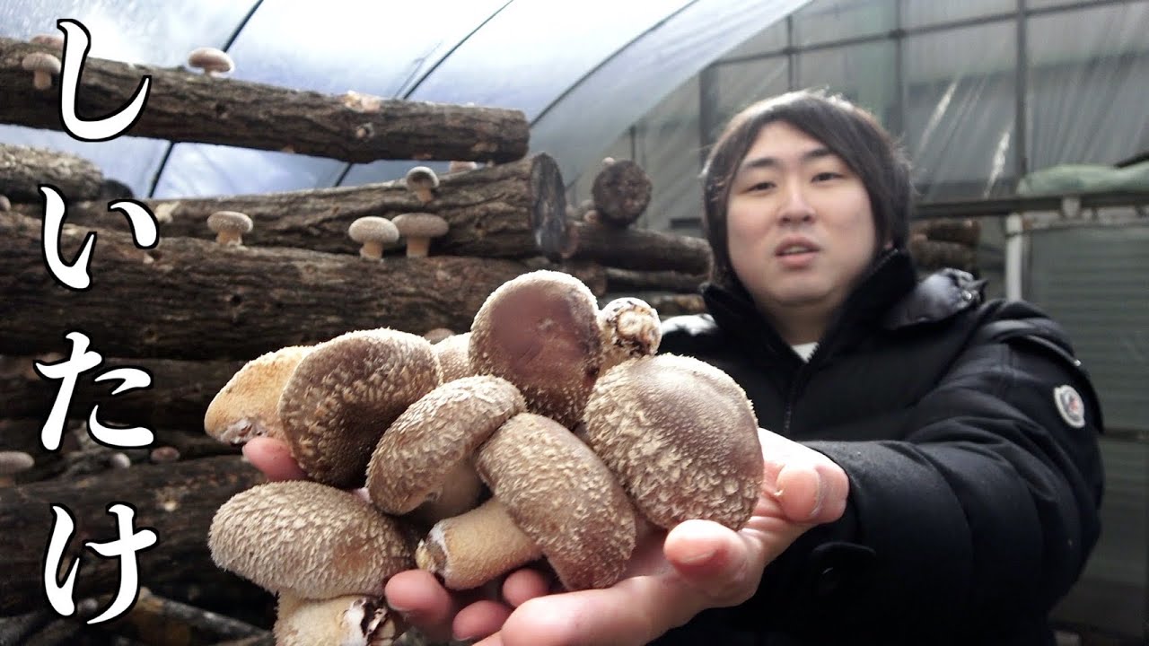 キノコ狩りでテンションがあがりまくる32歳