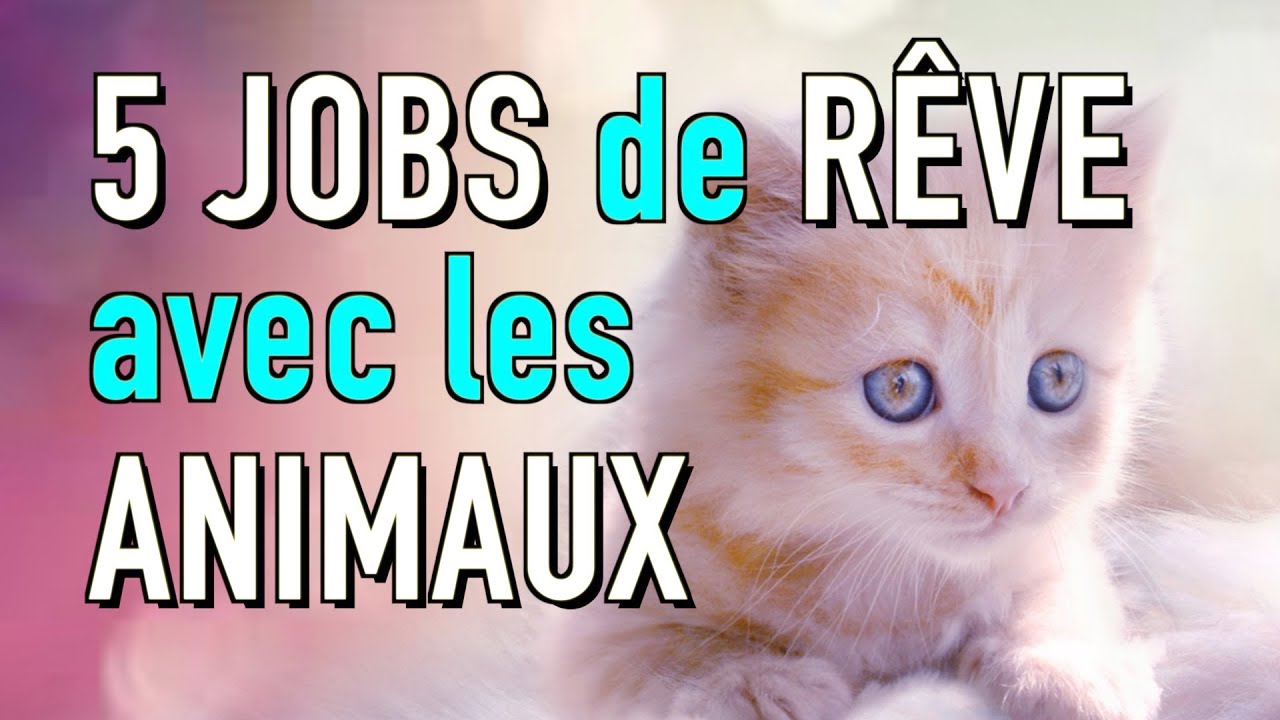 5 JOBS DE RÊVE POUR TRAVAILLER AVEC LES ANIMAUX