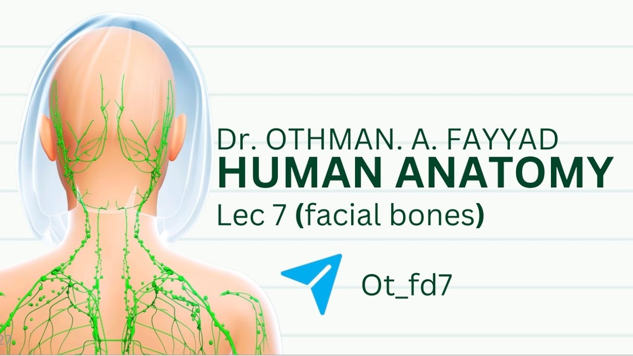 التشريح العام م/أولى المحاضرة السابعة عظام الوجه-Human anatomy lec 7 facial bone first stage 
