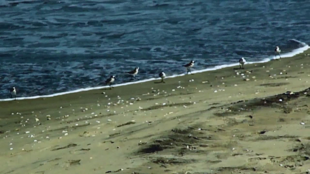 Update  - these are Sanderlings ( Not the White-faced storm petrel)