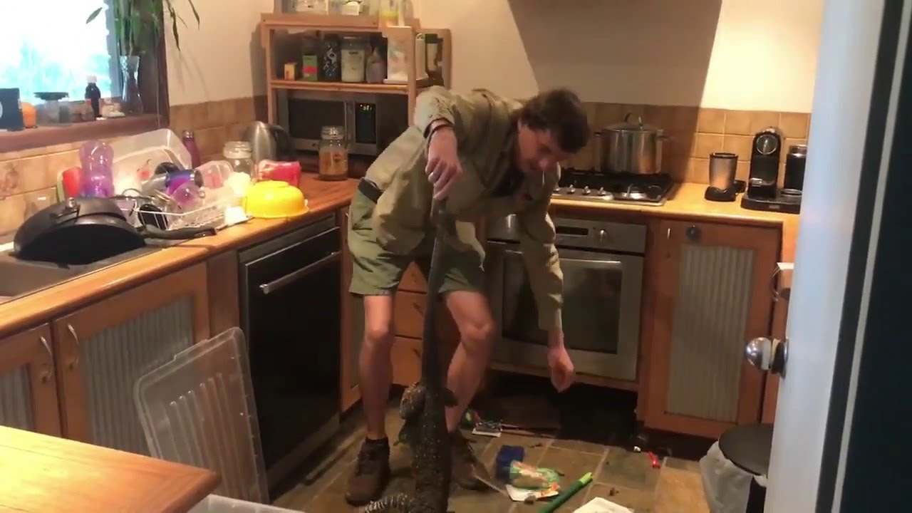 Big Lace Monitor Lizard in the Oven || ViralHog