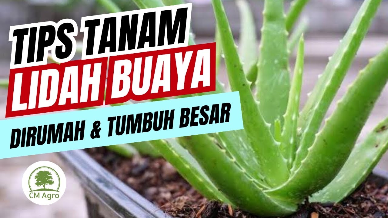 CARA MENANAM LIDAH BUAYA DIRUMAH AGAR TUMBUH BESAR