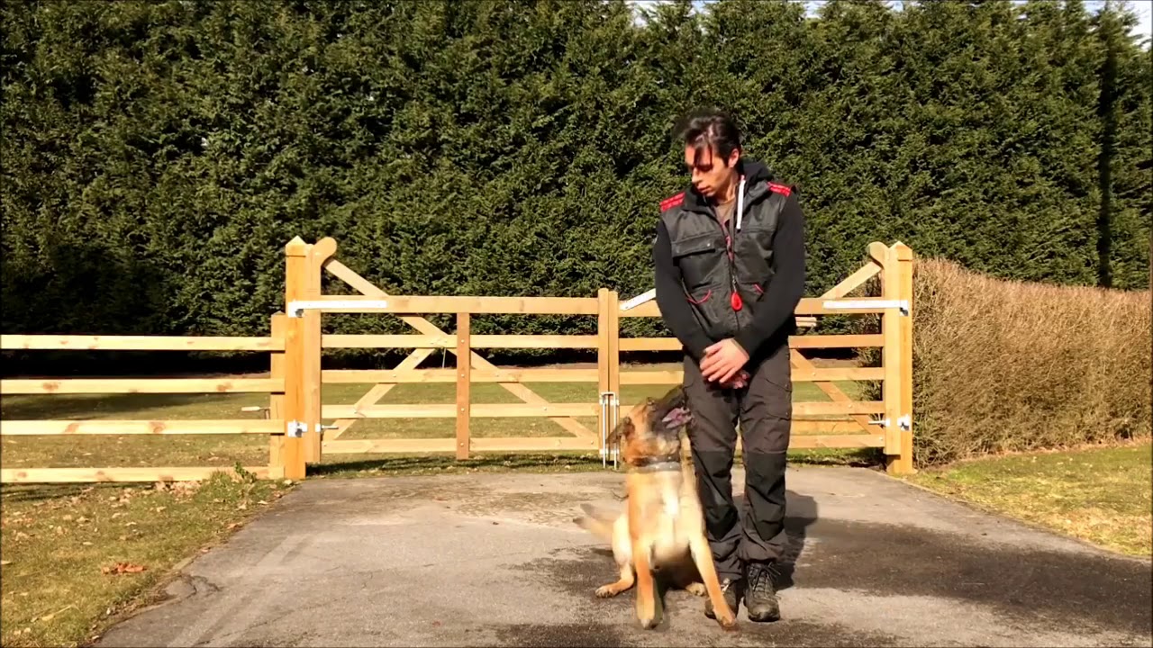 BELGIAN MALINOIS This Is just Passion.... and Training
