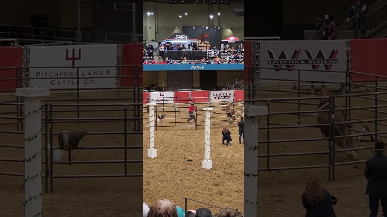 Tik Maynard - 2024 Road to the Horse World Champion in colt starting - FINAL ROUND