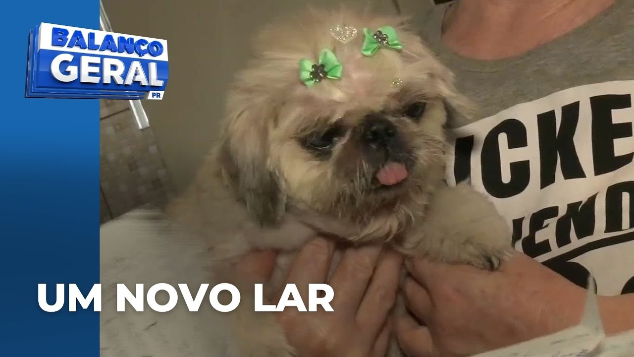 Cachorrinha cega que foi abandonada na Igreja dos Capuchinhos já ganhou novo lar