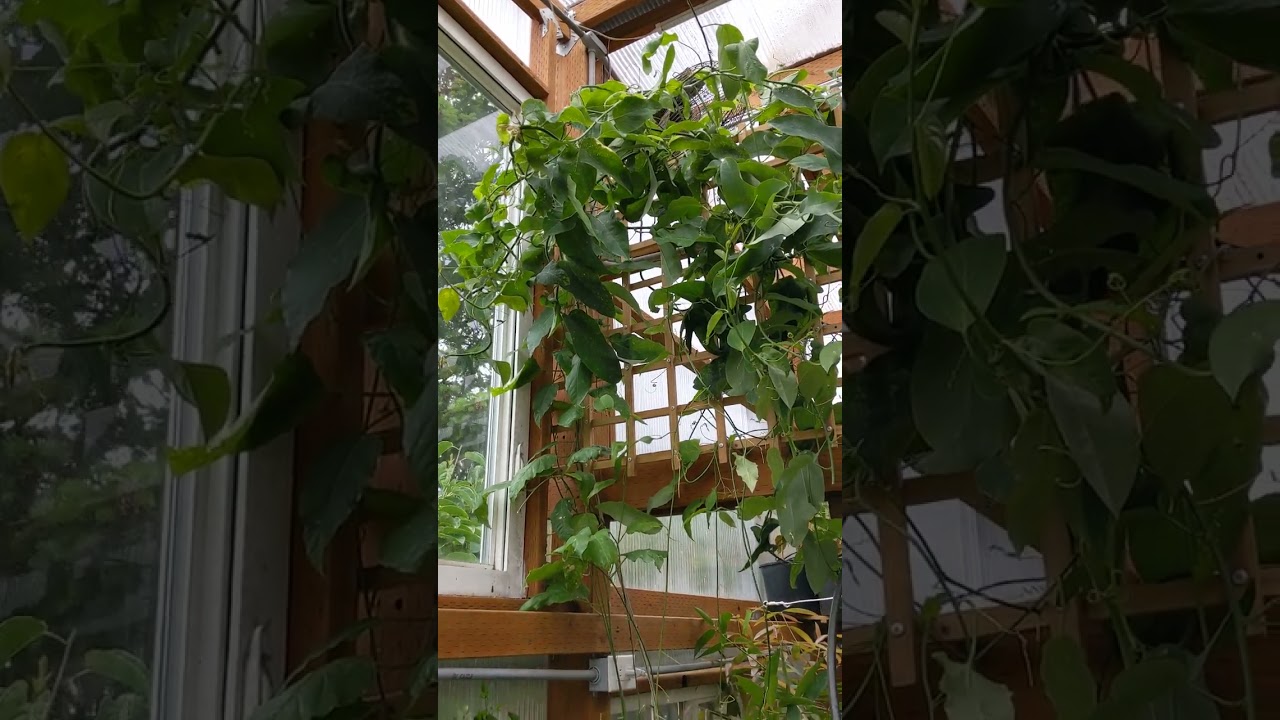 Sweet calabash/Conch apple passion fruit (Passiflora maliformis) greenhouse grown.