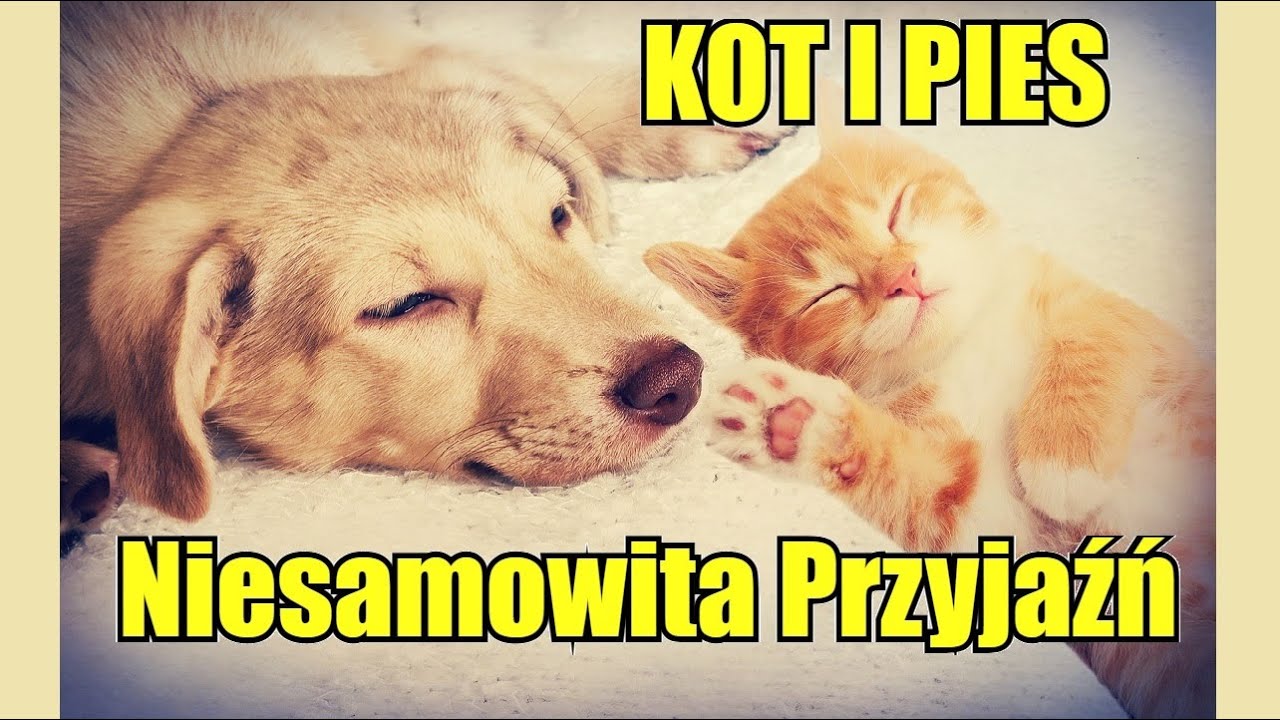 KOT I PIES - Niesamowita Przyjaźń - Śmieszne Psy i Koty KOMPILACJA #1
