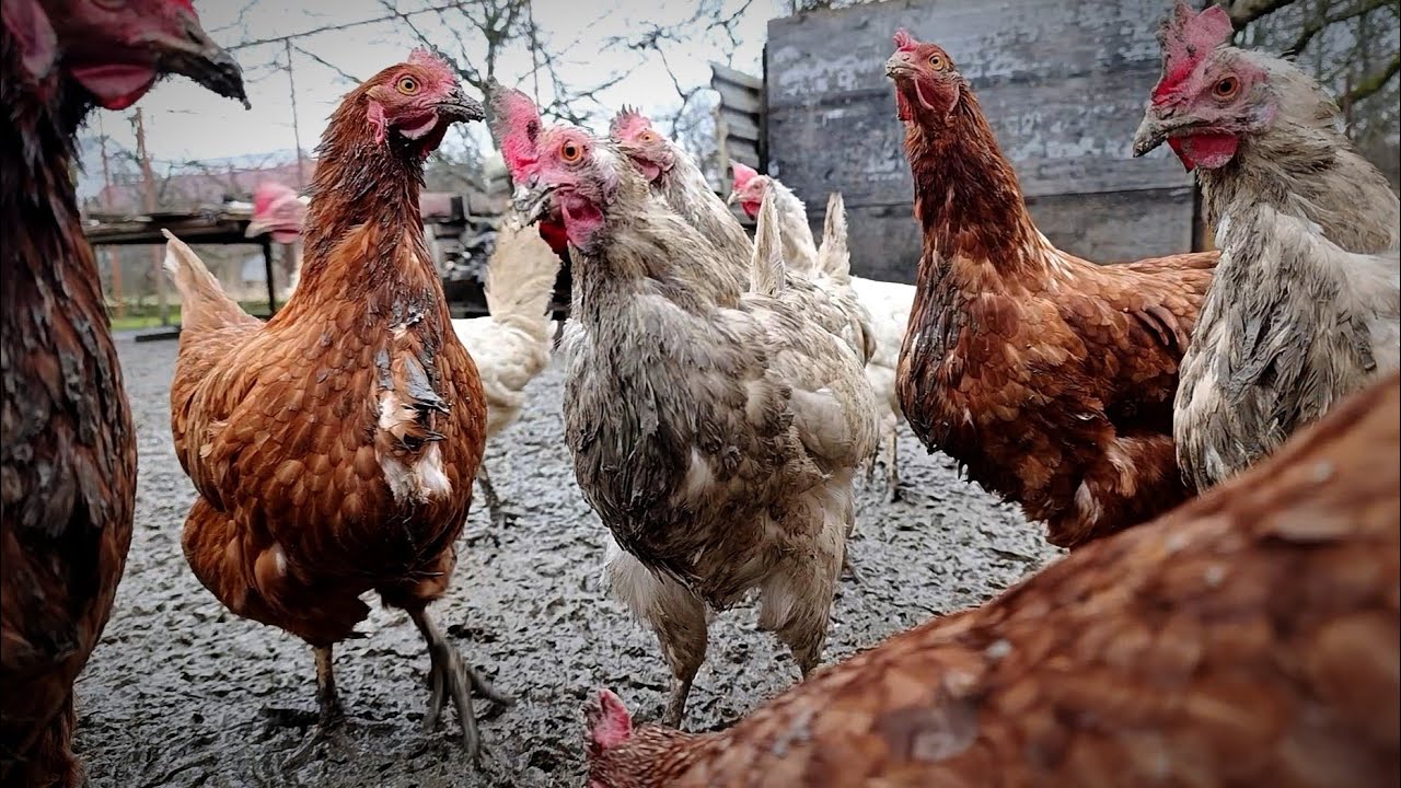 Cold Days, Warm Feeding Time 🐔✨ Winter on the Farm