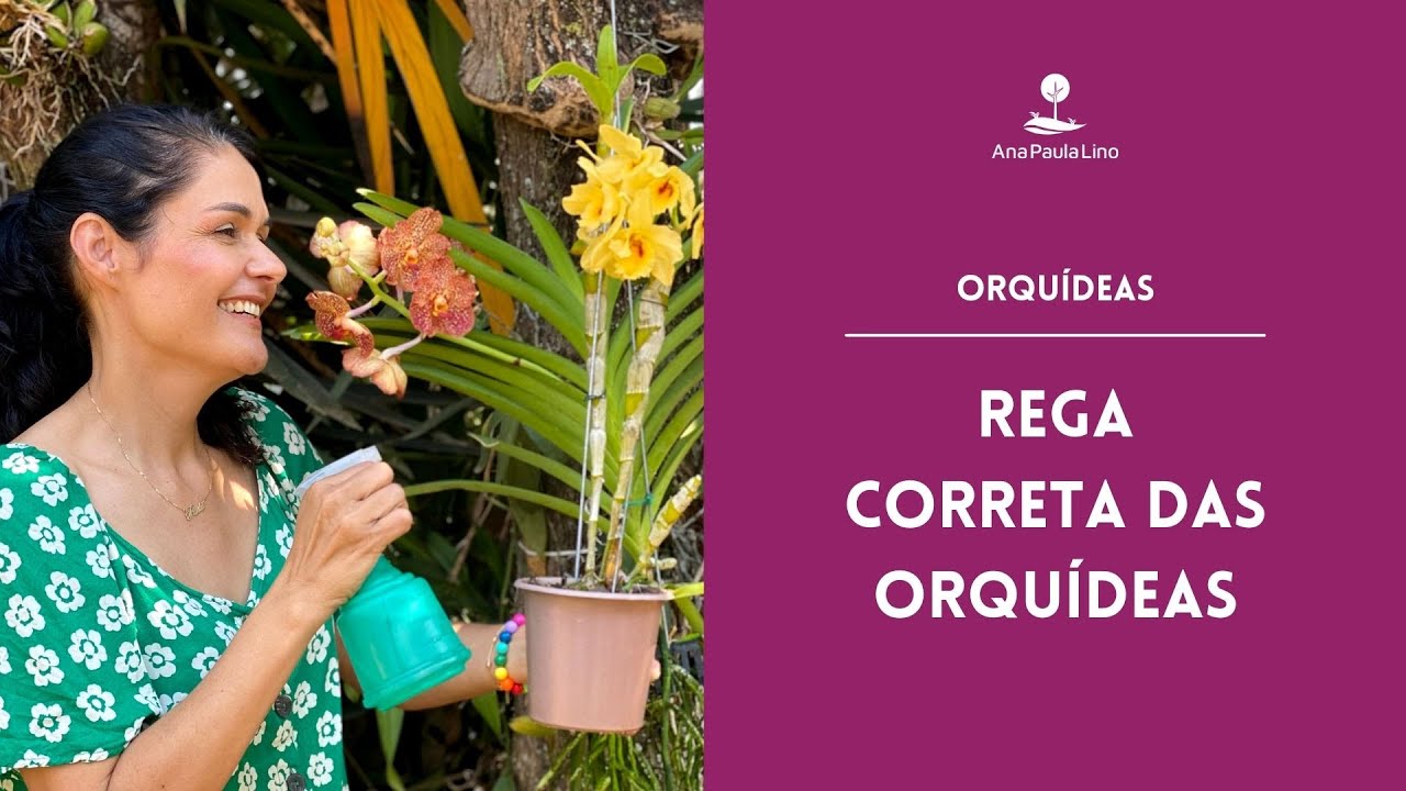 ORQUÍDEAS: Como regar as Orquídeas