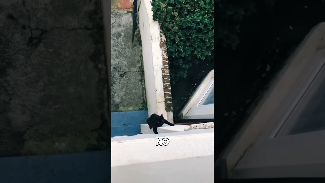 Bean Thinks He is a Spider Cat 😺😸😉| funny cats 😂
