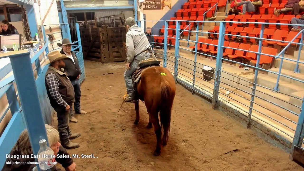 Bluegrass East Horse Sales, Mt. Sterling, KY