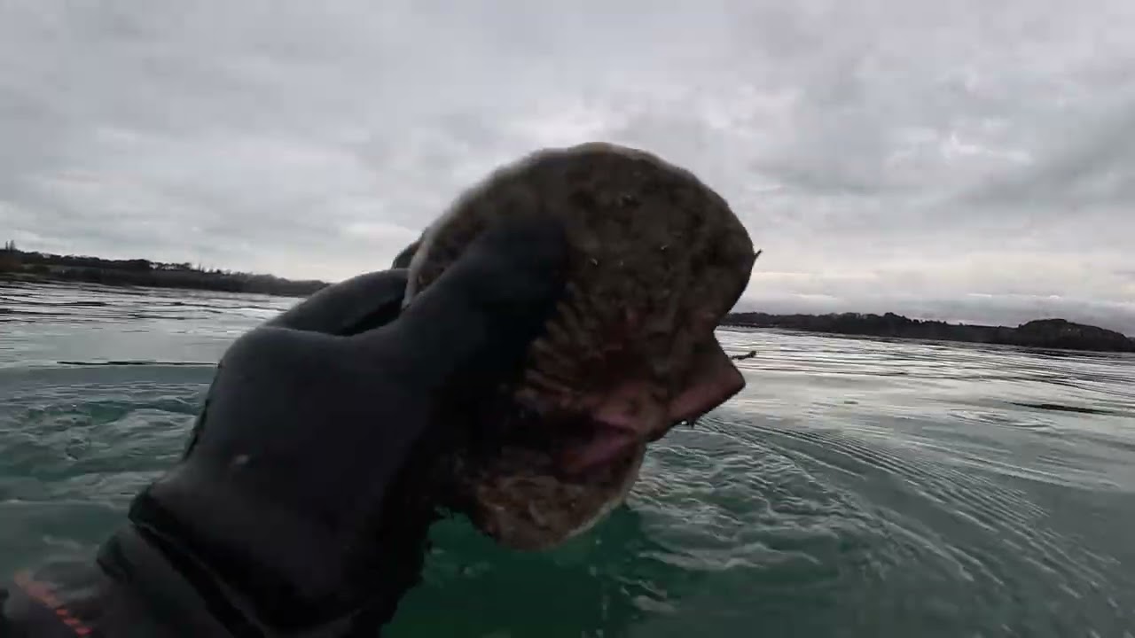 Pêche sous marine, des coquilles St Jacques pour Noël, toujours dans la Rance 