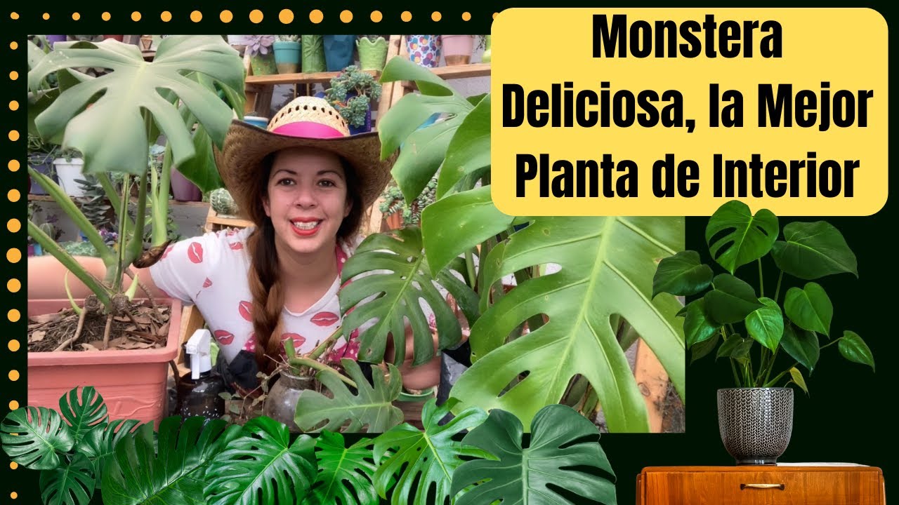 Monstera Deliciosa, la mejor y más fácil de las plantas de interior