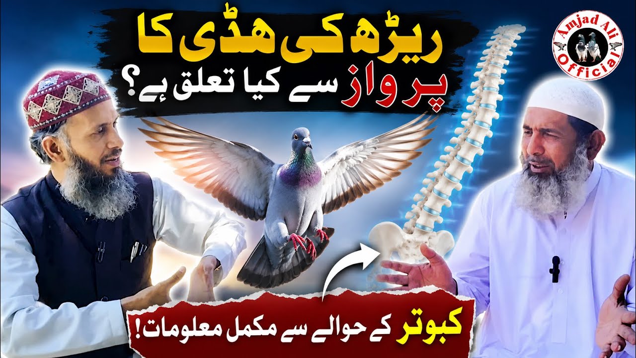 Pigeon strong backbone how is it good || pigeon pose || Amjad ali official
