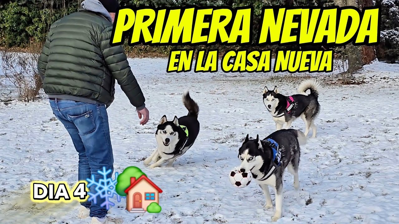 PRIMERA NEVADA en la CASA NUEVA &iexcl;AS&Iacute; se lo HAN PASADO hoy MIS HUSKIES! D&iacute;a 4❄️🏡
