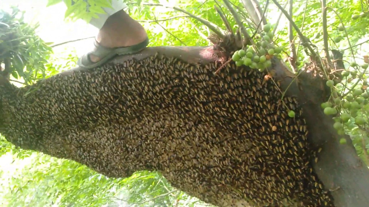 Honey hunting in Pakistan.2