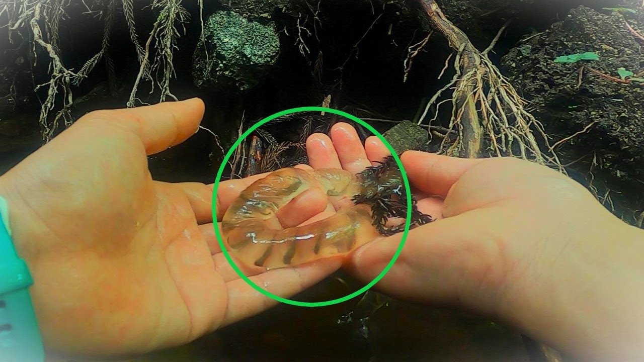 サンショウウオを探しに謎の鳴き声がする沢へ