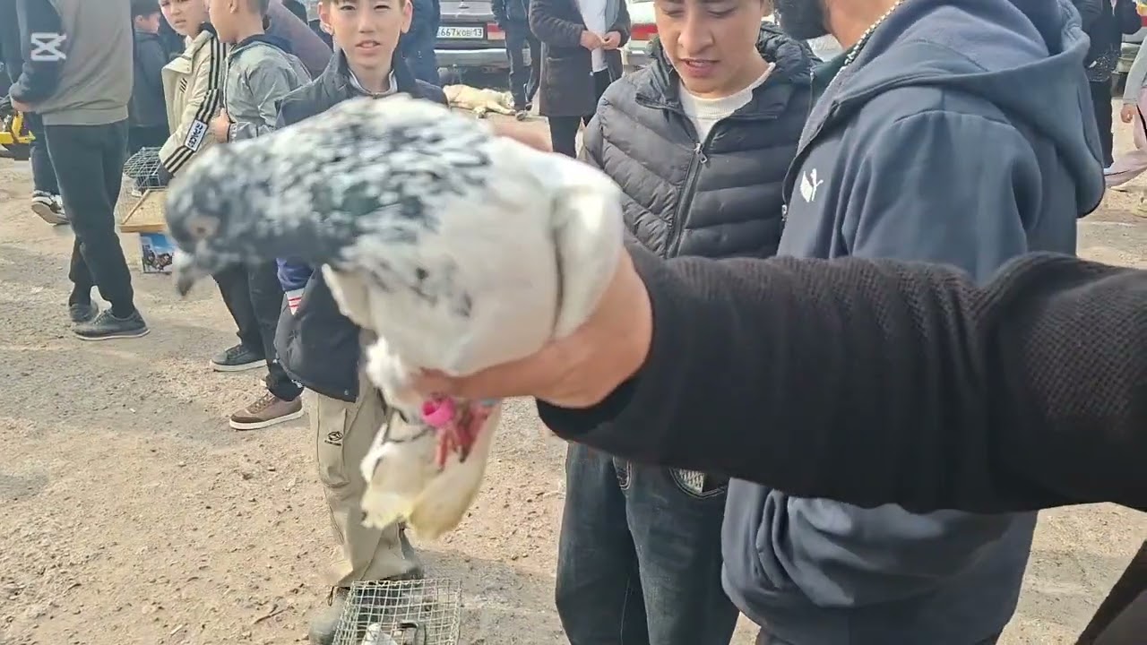 09.03.26.Сарыағаш.Жібек жолы құс базары,курке тауықтар,тауықтар,қаздар,индоуткалар,кептерлер,қояндар
