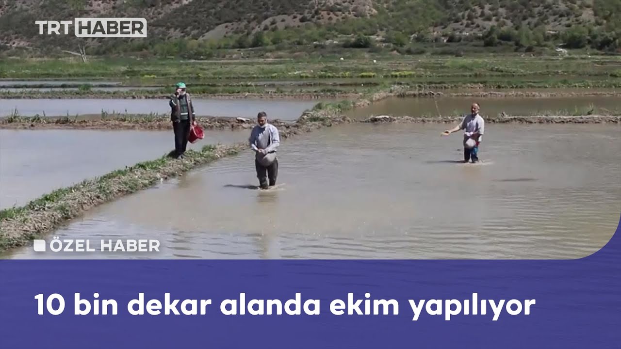 Tarlalarda çeltik ekimi başladı