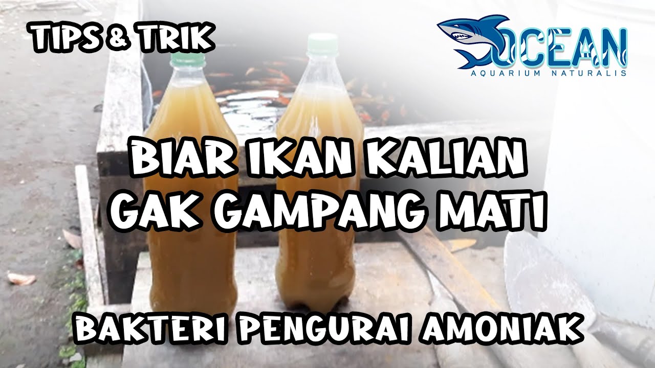 CARA MEMPERBANYAK BACTERI PENGURAI AMONIAK