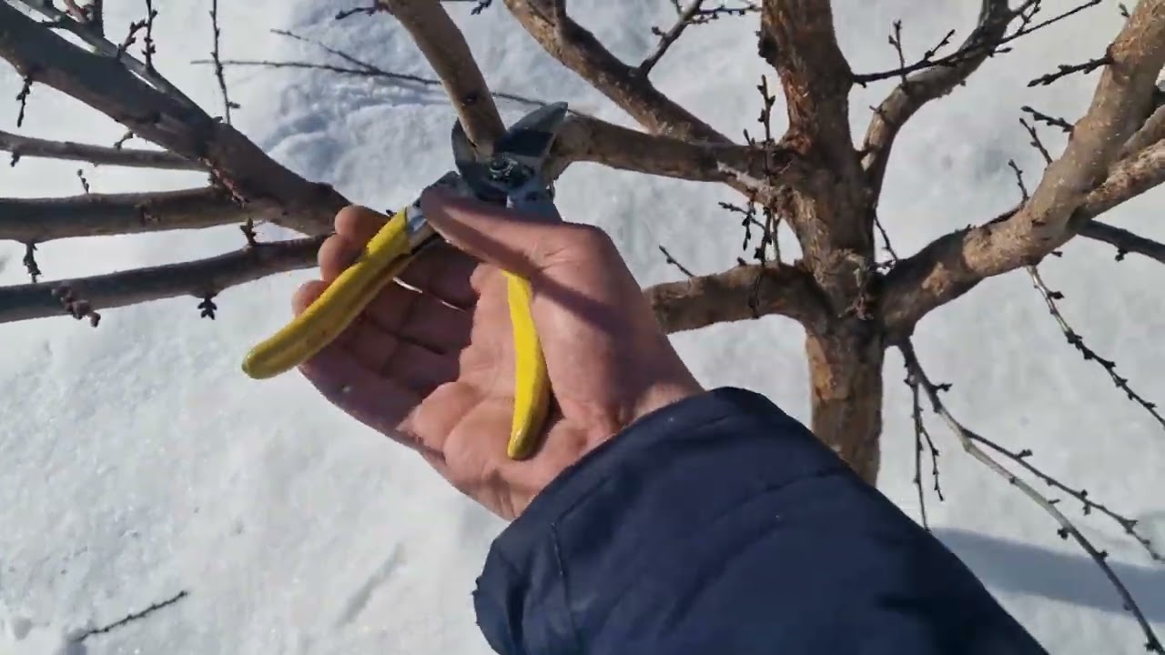 Обрізка Абрикоси на урожай