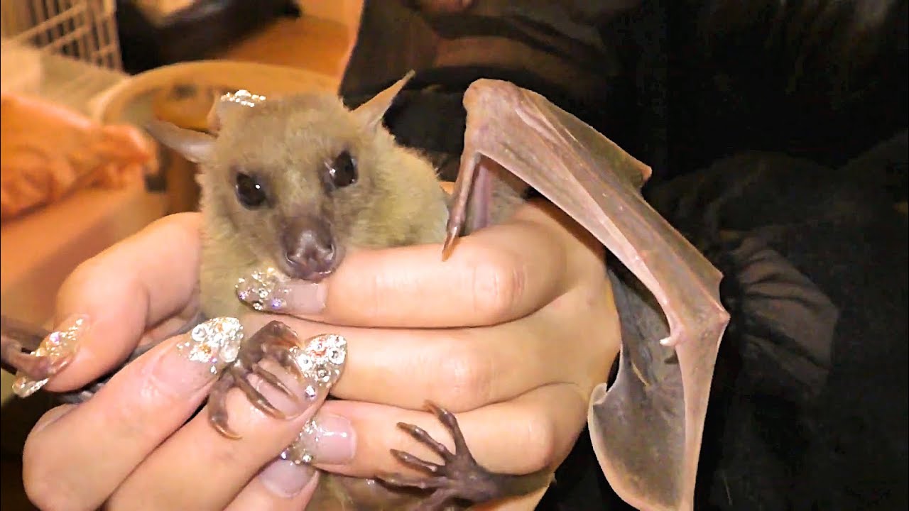 人間に飼い慣らされたコウモリが可愛すぎた・・・！ fruit bat