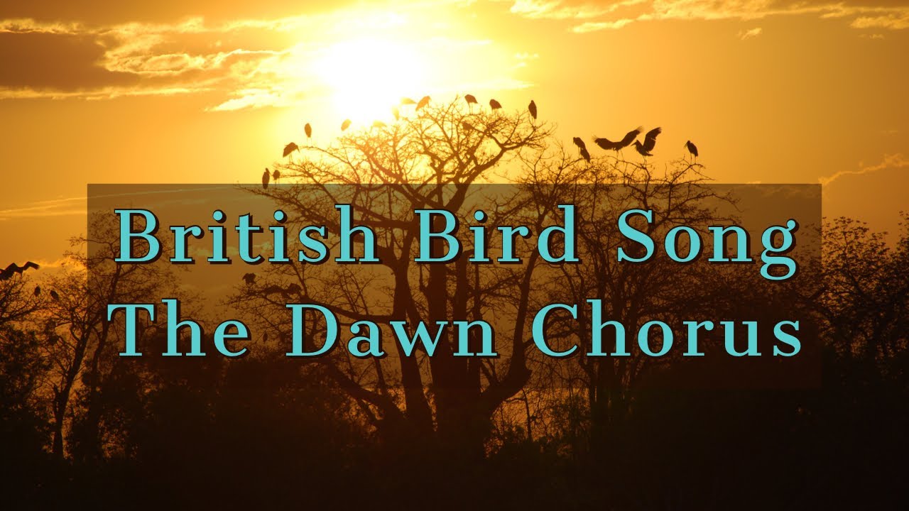 British Bird Song - The Dawn Chorus in High Quality Audio. Peaceful, Relaxation, Nature, Meditation