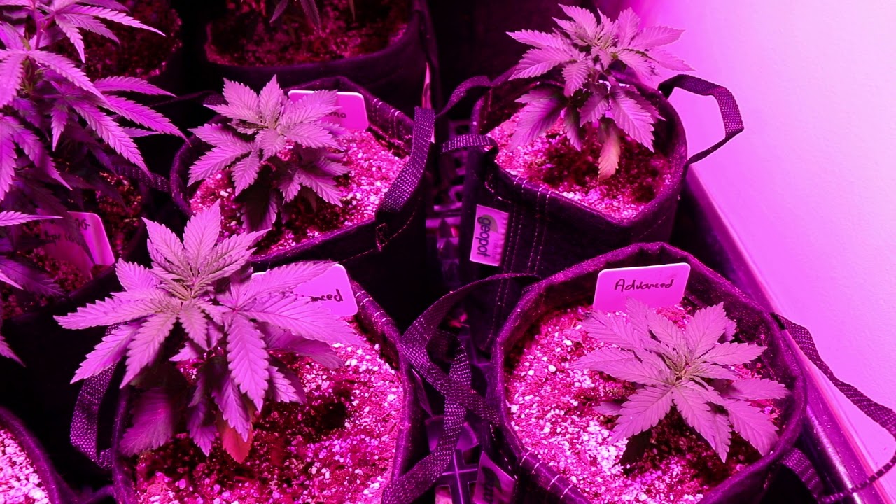 Remo vs Advanced Nutrients