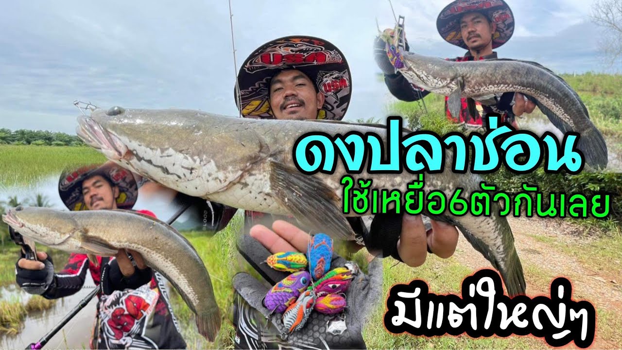 ตกปลาช่อน หมายนาน้ำท่วม โดยใช้เหยื่อยางทั้งหมด6ตัวที่มีในค่าย USA โดนแต่ตัวใหญ่ๆ