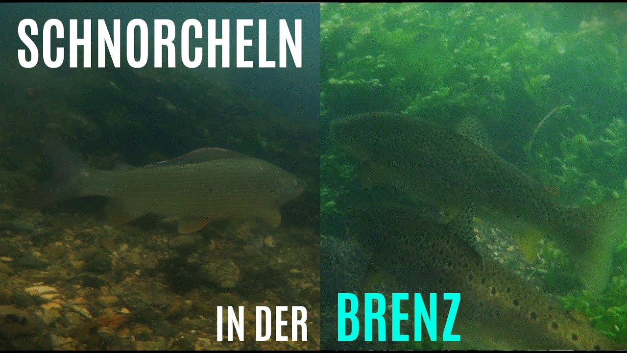 Forellen, Äschen und Bisamratten in der BRENZ | Süßwasser Schnorcheln