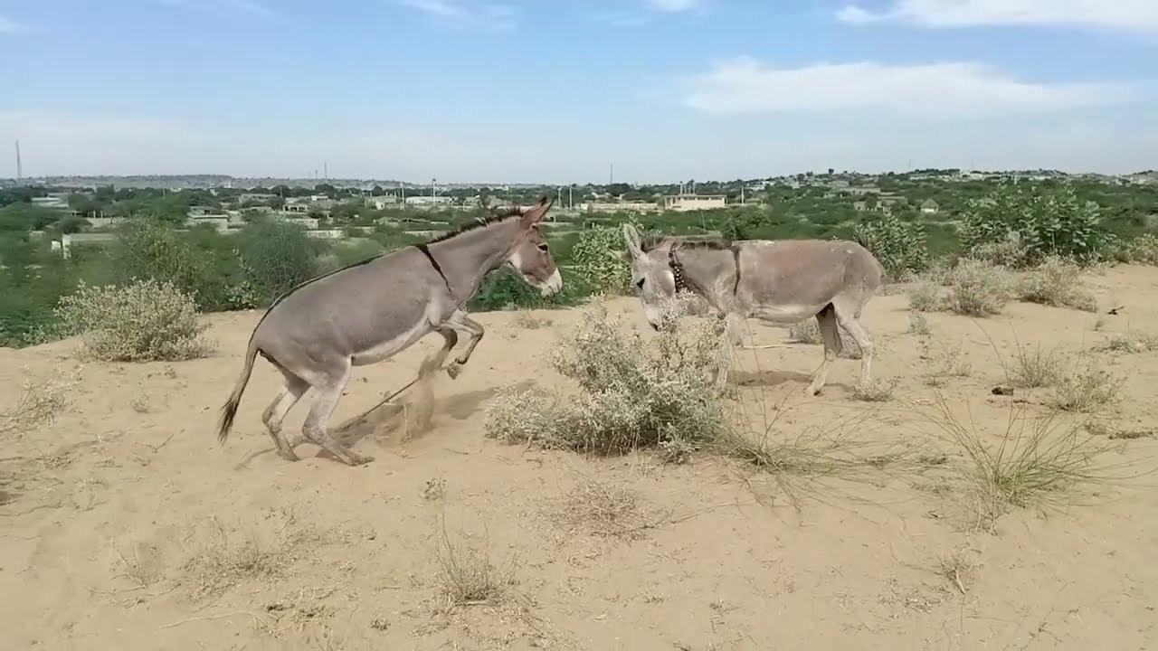 Donkey Meeting video in Jungle 