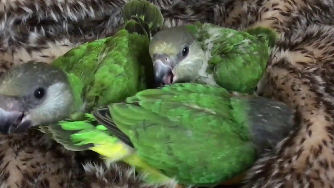 Baby Bird Stages of Growth | Senegal Parrots | Henry & Axel Handfeeding