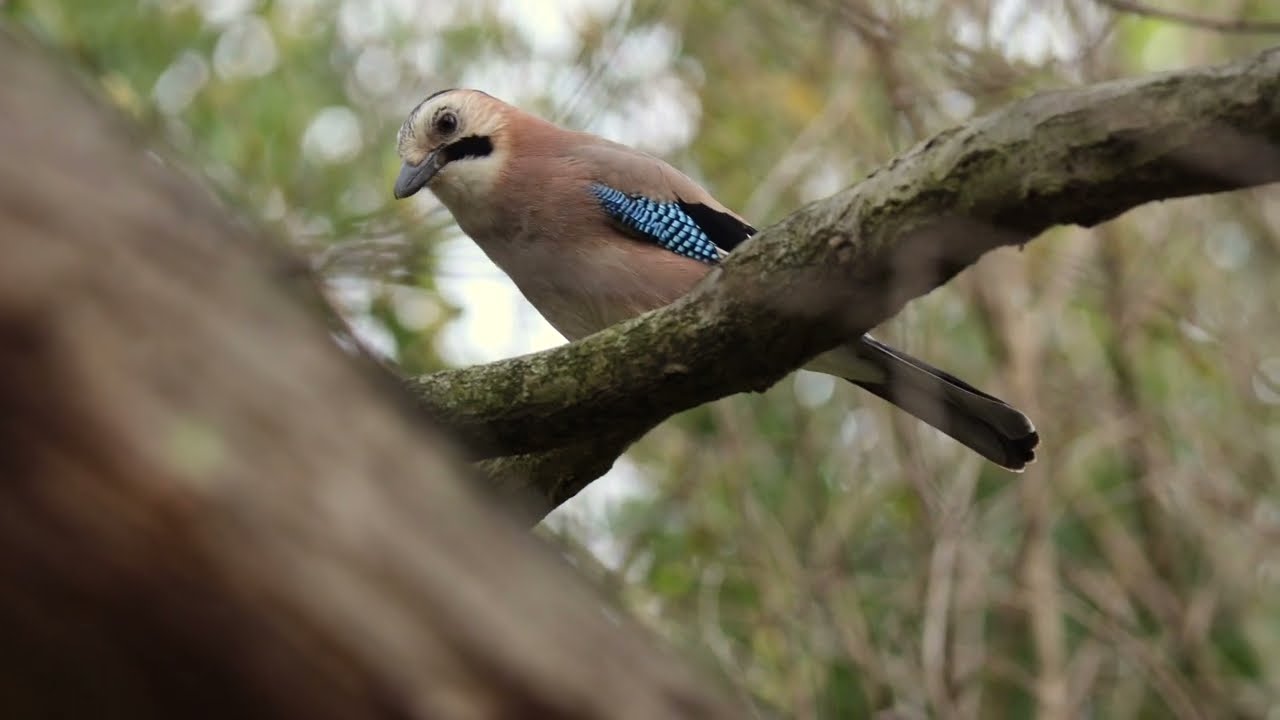 Alakarga (Garrulus glandarius) - Eurasian Jay