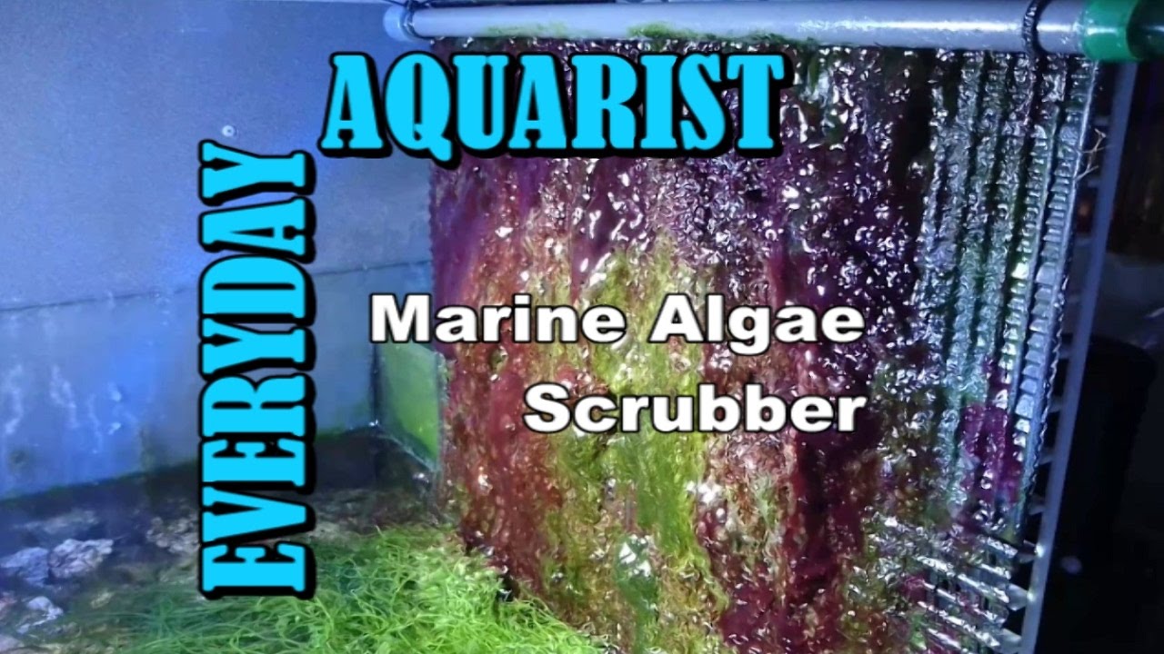 Algae Scrubber | How To Reduce Nitrate & Phosphate in Marine Aquarium