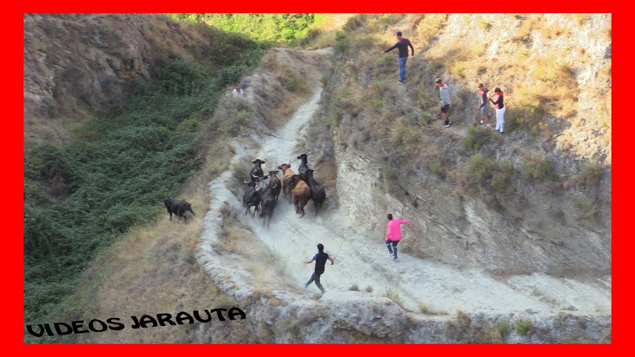 FALCES ( NAVARRA ) MATINAL 2º ENCIERRO DEL PILON ( LUNES 15 AGOSTO 2022 ) A DOMÍNGUEZ