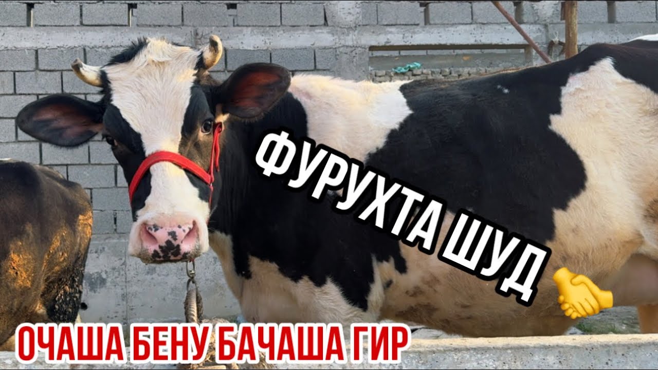 Моли шири Оригиал деҳкони арзон фуруш 16 марта 2026 г.