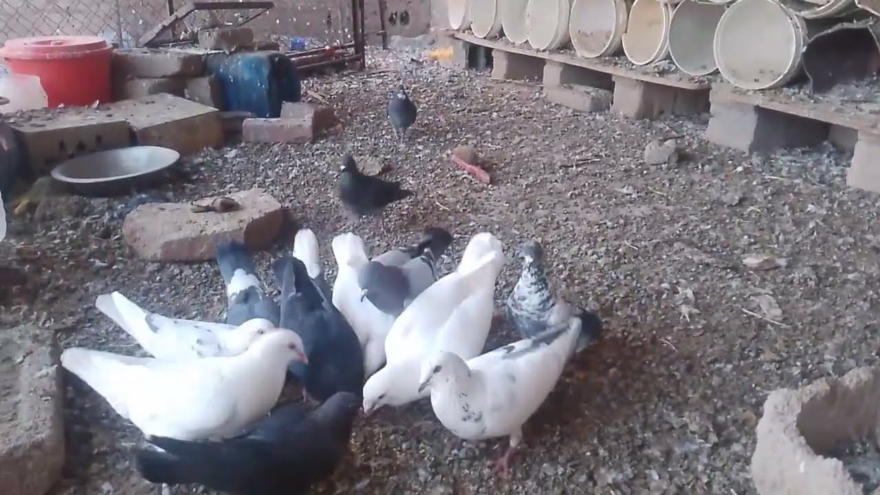 مده شهر ال الفرخ راح يحبني او يخاف مني🤯 صدمه