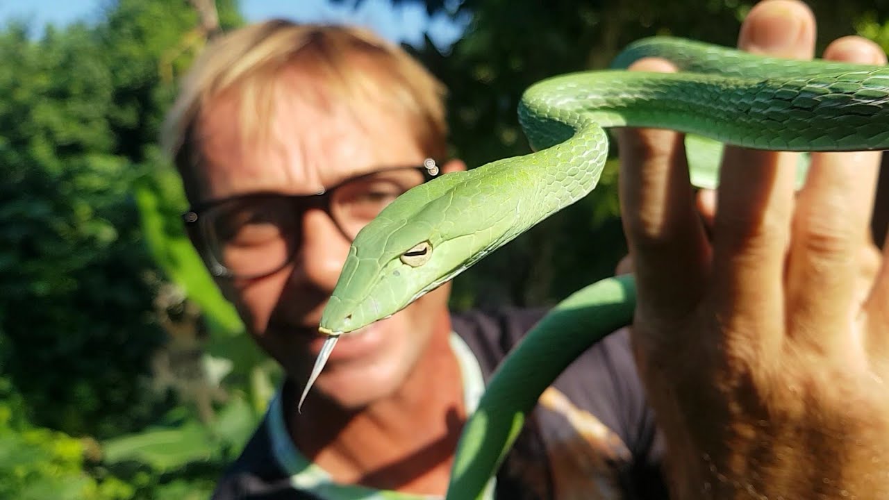 DEADLY VENOMOUS SNAKE??  BIG GREEN VINE SNAKE🐍🐍 Corey Wild