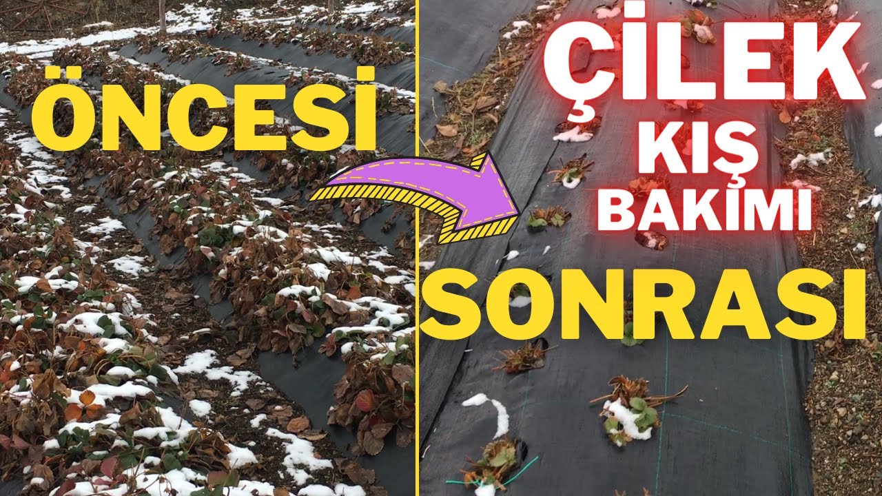 KIŞ BAKIMINI YAPTIĞIMIZ ÇİLEK BAHÇEMİZ NE DURUMDA BÖLÜM 2 #çilek #fidebakımı #fidedikimi