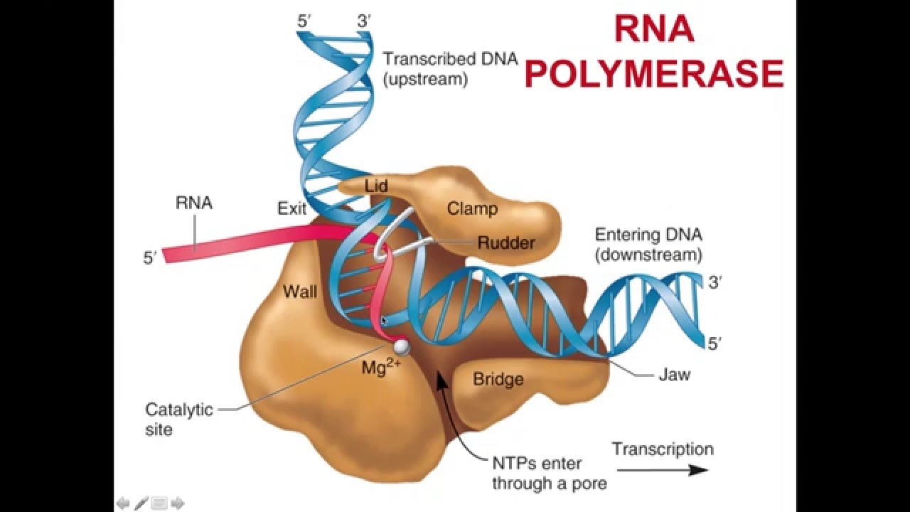 Unit 3B Eukaryotic Transcription