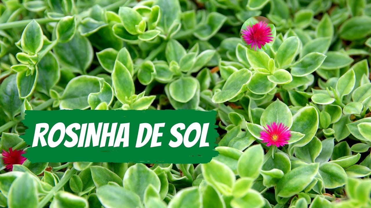 Como Cuidar da ROSINHA DE SOL